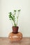 Zamioculcas stands in a pot on a wicker chair in the room