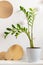 Zamioculcas. White, gold and green colors in interior of home or office.