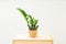 Zamioculcas. on wooden  shelf.  Room decoration