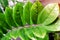 Zamioculcas zamifolia- dollar tree. Suitable for decorating your home and office