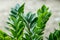 Zamioculcas zamifolia- dollar tree. Zanzibar Gem The tree is named auspicious. Suitable for decorating your home and office