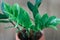 Zamioculcas zamifolia- dollar tree. Zanzibar Gem The tree is named auspicious. Suitable for decorating your home and office