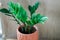 Zamioculcas zamifolia- dollar tree. Zanzibar Gem The tree is named auspicious. Suitable for decorating your home and office