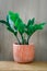 Zamioculcas zamifolia- dollar tree. Zanzibar Gem The tree is named auspicious. Suitable for decorating your home and office