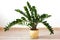 Zamioculcas zamiifolia - green house plant