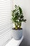 Zamioculcas Zamiifolia a plant in a gray flower pot stands on the windowsill near the window with blinds. Modern indoor