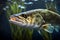 Zander fish underwater closeup