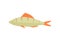 Zander river fish isolated icon