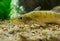 Zander Sander lucioperca under the water. Carnivorous fish with marked fins. captured under water. Dark background, stony bottom