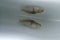 Zander, sander or pikeperch (Sander lucioperca), young fish waiting in the water