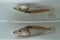 Zander, sander or pikeperch ( Sander lucioperca), young fish waiting in the water