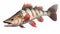 Zander: A Stunning White And Red Bass Fish In The Style Of Raphael Lacoste
