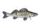 Zander. Walleye live fish isolated on white background. Sander pikeperch fishing