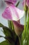 Zantedeschia aethiopica, calla lily