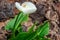 Zantedeschia aethiopica White Calla Lily