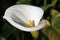Zantedeschia aethiopica - White Calla Lily flower.