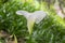 Zantedeschia aethiopica white flowers in bloom, beautiful ornamental flowering plant