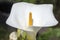 Zantedeschia aethiopica white flowers in bloom, beautiful ornamental flowering plant