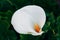 Zantedeschia aethiopica white lily