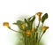 Zantedeschia calla lily