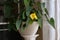 Zantedeschia calla yellow flower in the room
