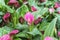 Zantedeschia Captain Ventura, purplish-pink Calla Lily. Flowering ornamental plants for the garden, park, balcony, terrace