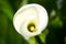 Zantedeschia Flower