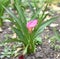 Zantedeschia rehmannii flower calla growing in Russian Far East