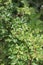 Zanthoxylum clava-herculis (leaf and spines)
