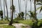 Zanzibar beach vegetation