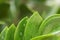 Zanzibar gem / Zamioculcas leafs, macro shoot for background