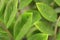 Zanzibar gem / Zamioculcas leafs, macro shoot for background