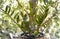 Zanzibar gem (ZZ plant, Zuzu and eternity plant, aroid and emerald palm) on the balcony .