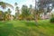 Zanzibar palms and meadow - Tropical island - Indian ocean - Africa