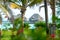 Zanzibar palms and meadow - Tropical island - Indian ocean - Africa