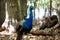 Zanzibar Prison island peacocks