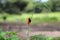 Zanzibar Red bishop bird