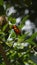 The Zanzibar red bishop is a species of bird in the family Ploceidae. It is found in Kenya, Mozambique, and Tanzania