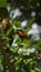 The Zanzibar red bishop is a species of bird in the family Ploceidae. It is found in Kenya, Mozambique, and Tanzania