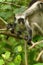 Zanzibar Red Colobus baby