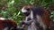 Zanzibar Red Colobus - Piliocolobus kirkii monkey endemic to Unguja, island of Zanzibar, coast of Tanzania, also known as Kirks re