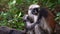 Zanzibar Red Colobus - Piliocolobus kirkii monkey endemic to Unguja, island of Zanzibar, coast of Tanzania, also known as Kirks re