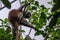 The Zanzibar red colobus Piliocolobus kirkii - Zanzibar, Tanzania - February 2019