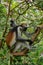 Zanzibar red king colobus closeup