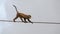 Zanzibar Sykes` monkey Cercopithecus albogularis