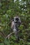 Zanzibarian Red Colobus, endemic monkey