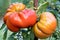 Zapotec pleated heirloom tomatoes growing in the garden