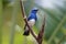 Zappey`s Flycatcher Cyanoptila cumatilis Male Beautiful Birds of Thailand