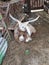 Zasavica Nature Reserve Serbia domestic goat with huge horns