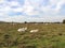 Zasavica Nature Reserve Serbia herd of domestic cattle Podolac grazes in the field